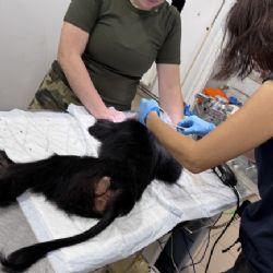 Nekrmte v ZOO zvířata! Krmení pravděpodobně usmrtilo samici makaka lvího