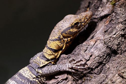 obrázek:Nový rok přinesl ZOO Plzeň mládě vzácného varana plodožravého