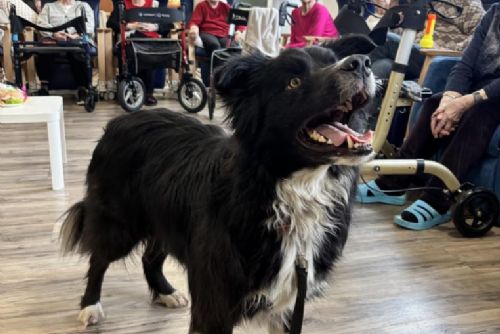 obrázek:Policejní pes Endy zpříjemnil den seniorům v plzeňském domově