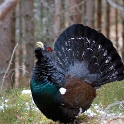 Tetřev hlušec se vrací na Šumavu