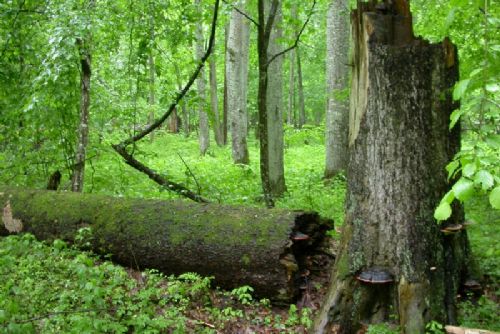 Obrázek - 