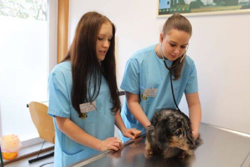 Foto: Veterináři z Plasů sbírají zkušenosti na klinikách v Portugalsku