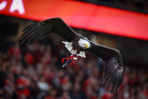 obrázek:Benfica míří do Plzně! Viktoria spouští prodej balíčků na čtyři evropské bitvy