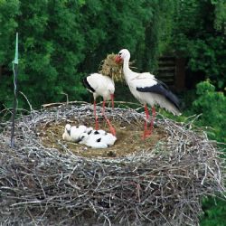Čápi se vracejí na Plzeňsko, ochránci upravili riziková hnízda