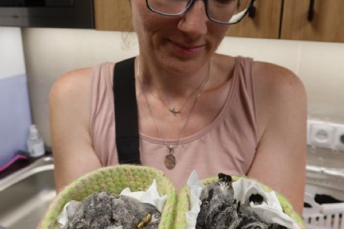 obrázek:Jiřičky mu vadily, tak shodil hnízdo i s mláďaty. Případ z Nýřan může skončit pokutou