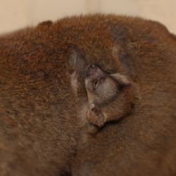 Plzeňská zoo slaví - první mláďata lemurů po 10 letech