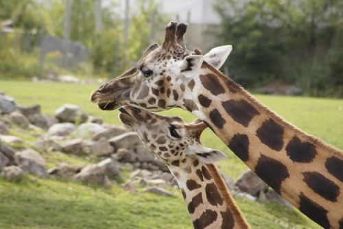 Foto: Riziko nákazy: Plzeňská zoo zavírá pavilony a přijímá opatření