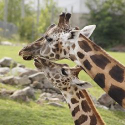 Riziko nákazy: Plzeňská zoo zavírá pavilony a přijímá opatření