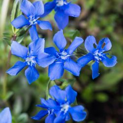 Rostlinou roku 2026 jsou Hořce a hořečky, ustupují kvůli zanikajícím lukám