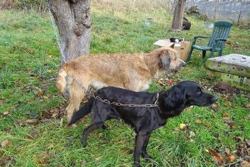 obrázek:Strašlivý objev na Plzeňsku - psi týráni v ruinách chaty