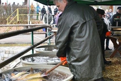 Foto: Velikonoční prodej čerstvých ryb v Plzni - tradice od středověku