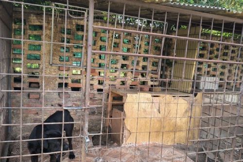obrázek:Vyhublí psi, špinavé kotce a zanedbané husy. V Nýřanech zasahovali veterináři s policií