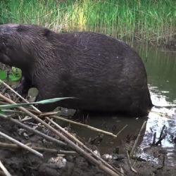 Bobr z Rokycan je světová hvězda, obnovil mokřad a státu ušetřil 30 milionů (video)