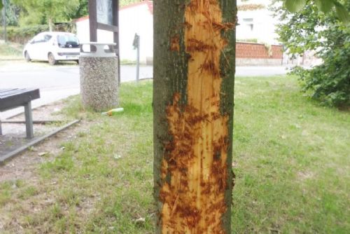obrázek:Kdo zničil mladou lípu v Rokycanech? Město nabízí odměnu, prověřuje i stopu se psem