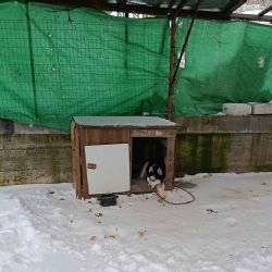 Nový zákaz uvazování psů zachránil zuboženého huskyho z Přimdy