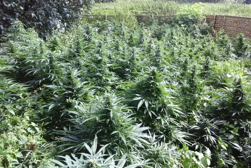 obrázek:Pěstitel vypěstoval marihuanu za 2,3 milionu. Díky novele zákona vyvázl s podmínkou