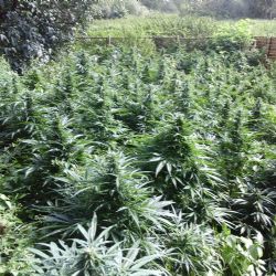 Pěstitel vypěstoval marihuanu za 2,3 milionu. Díky novele zákona vyvázl s podmínkou