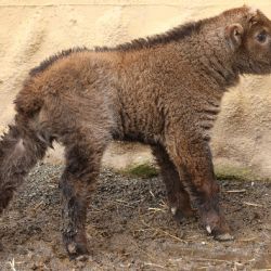Plzeňská zoo slaví přírůstek. Mládě takina čínského dostalo jméno Bumi