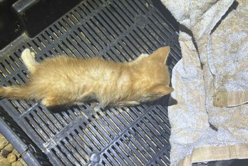 obrázek:Případ týraných koťat v Mariánských lázních policie odložila, nikdo nebude potrestán