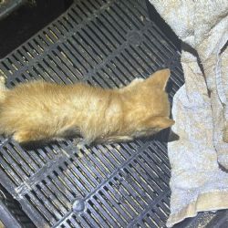 Případ týraných koťat v Mariánských lázních policie odložila, nikdo nebude potrestán