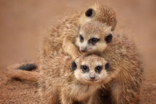 obrázek:ZOO Plasy chce topit šetrněji. Sbírkou na tepelná čerpadla pomůže zvířatům i přírodě