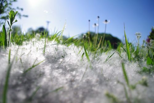 Foto: Alergici plní ordinace lékařů na Plzeňsku