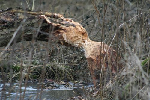 Foto: Rybník Okrouhlík u Postřekova na Domažlicku ochrání klamač bobrů