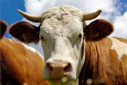 Foto: Na pastvině u Zavlekova našli zraněnou krávu