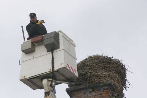Foto: Plzeňští zvířecí záchranáři upravovali čapí hnízda v Chodové Plané a Františkových Lázních