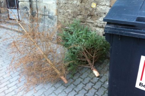 Foto: V Plzni začíná svoz vánočních stromků