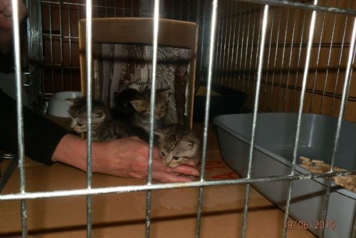 Foto: U obchodního centra na Doubravce ležela krabice se čtyřmi koťaty 