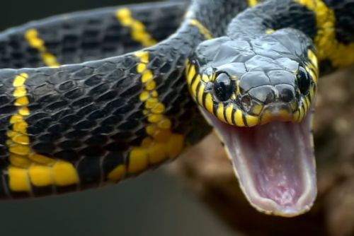 obrázek:Had jako zbraň? Chovatel dostal za výtržnictví tři roky