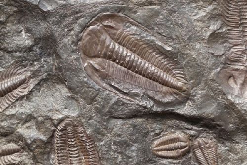 obrázek:Komentovaná prohlídka výstavy „Od trilobita po sekretář“