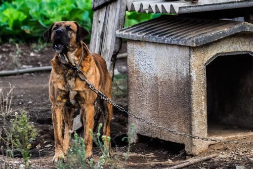 obrázek:Konec psů na řetězu a pohlavkování dětí. Které další zákazy platí od ledna 2026?