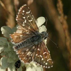 Ochránci přírody vykoupili louku u Rabí pro kriticky ohrožené druhy