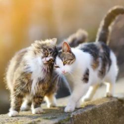 Plzeň i v roce 2026 podpoří kastrace toulavých koček