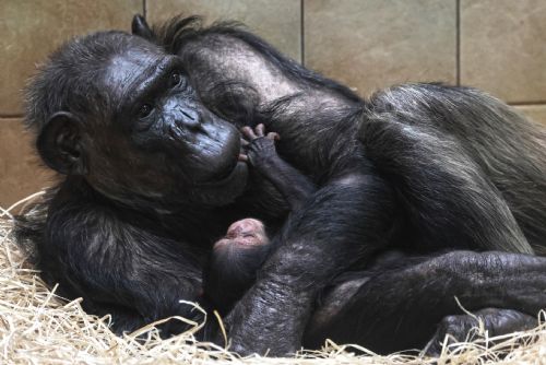 Foto: Plzeňská zoo bojuje s atopickým ekzémem šimpanzí hvězdy Caily