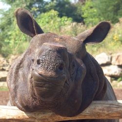 Tragédie v plzeňské zoo - nosorožec Baabuu uhynul