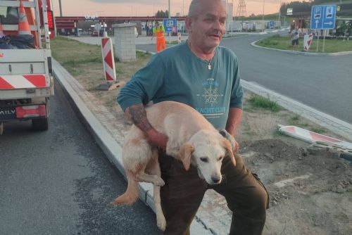 obrázek:Vyhublá fenka pobíhala dva dny u dálnice D5. U Rozvadova ji zachránili policisté a záchranáři