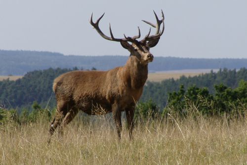 Foto: Cyklistovi na Domažlicku vběhl pod kolo jelen