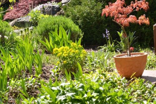 obrázek:Tradiční výstava skalniček v Plzni láká na vzácné rostliny i výhodné nákupy