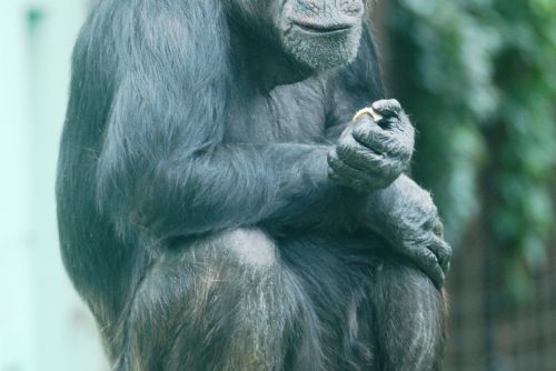 Obrázek - 50 let chovu šimpanzů v Plzni