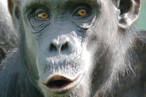 Obrázek - 50 let chovu šimpanzů v Plzni