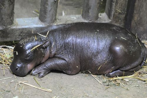 Obrázek - Jaký byl rok 2014 v plzeňské zoo?