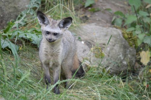 Obrázek - Jaký byl rok 2014 v plzeňské zoo?