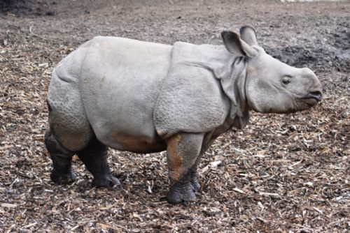 Obrázek - Jaký byl rok 2014 v plzeňské zoo?