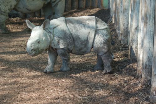 Obrázek - Jaký byl rok 2014 v plzeňské zoo?