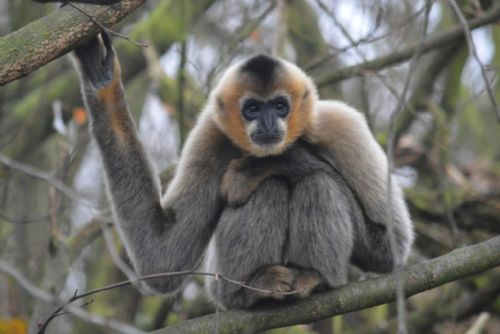 Obrázek - Jaký byl rok 2014 v plzeňské zoo?