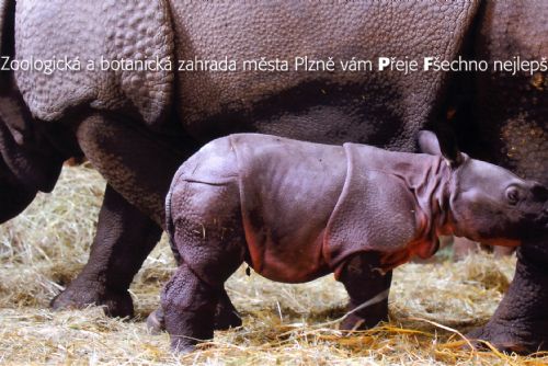 Obrázek - Jaký byl rok 2014 v plzeňské zoo?