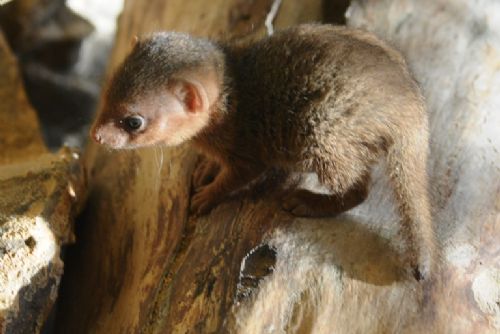 Obrázek - Jaro již přineslo plzeňské zoo mnoho přírůstků